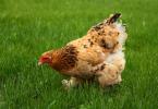 Koliko često sanjate da uzgajate kokoši?