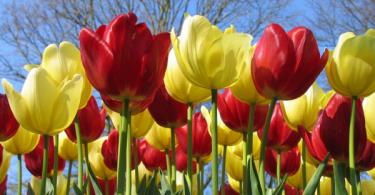 Cara menjual bunga tulip Penjualan bunga tulip untuk 8 usaha
