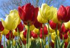So verkaufen Sie Tulpen: Verkauf von Tulpen für 8 Unternehmen