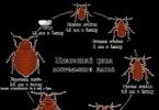 Memilih layanan penghancuran bug tempat tidur: apa yang penting untuk diketahui tentang pekerjaan mereka