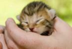 Kada mačići otvaraju oči nakon rođenja