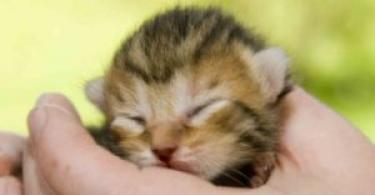 Kada mačići otvaraju oči nakon rođenja